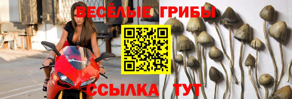 Псилоцибиновые грибы MAGIC MUSHROOMS  Вход с VPN  Шарыпово  Галлюциногенные грибы Psilocybe 